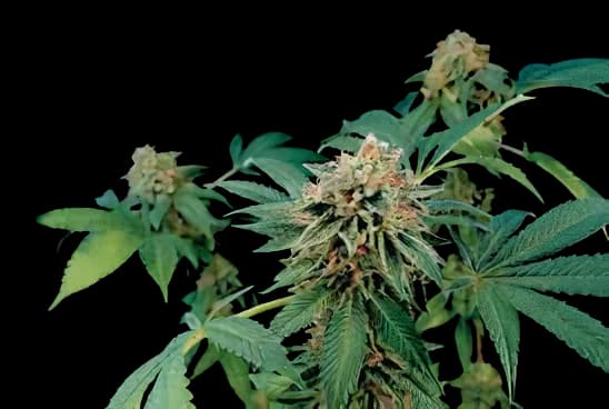 Embalaje de semillas de cannabis Shark Bite — Royal King Seeds España