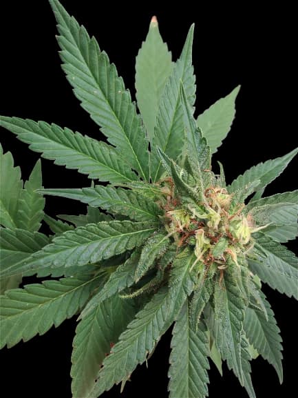 Shark Shock Feminized