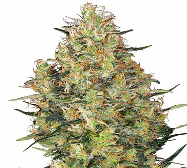 Embalaje de semillas de cannabis Shiva Skunk — Royal King Seeds España