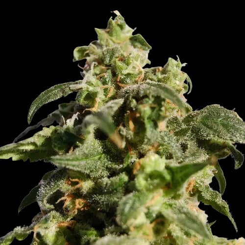 Snowcap Dream Feminized