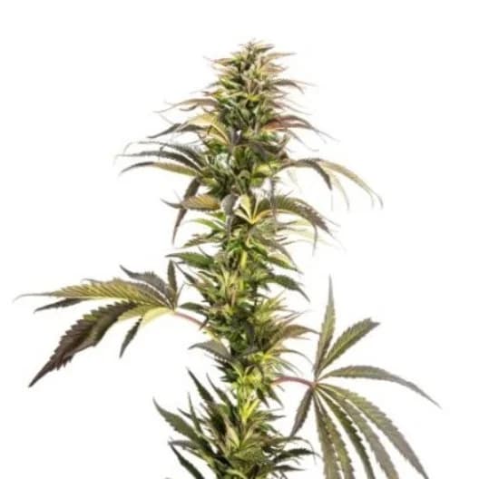 Embalaje de semillas de cannabis Soul Shine — Royal King Seeds España