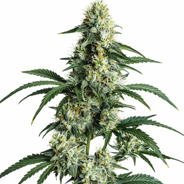 Embalaje de semillas de cannabis Sour Diesel — Royal King Seeds España