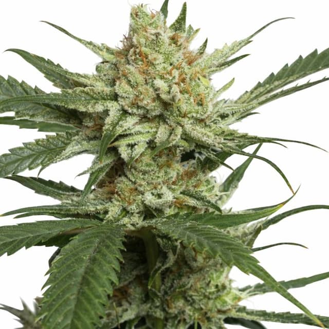 Embalaje de semillas de cannabis Strawberry Banana — Royal King Seeds España