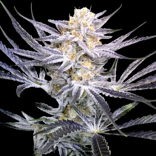 Embalaje de semillas de cannabis Strawberry Fields — Royal King Seeds España