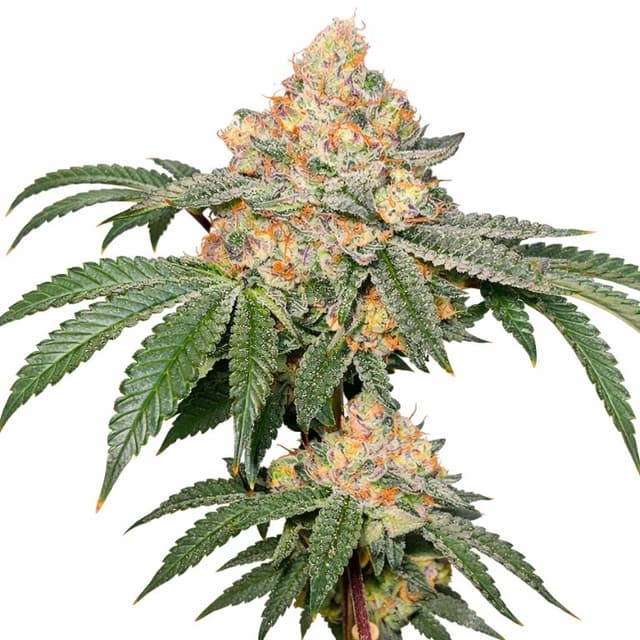 Embalaje de semillas de cannabis Strawberry Gary — Royal King Seeds España