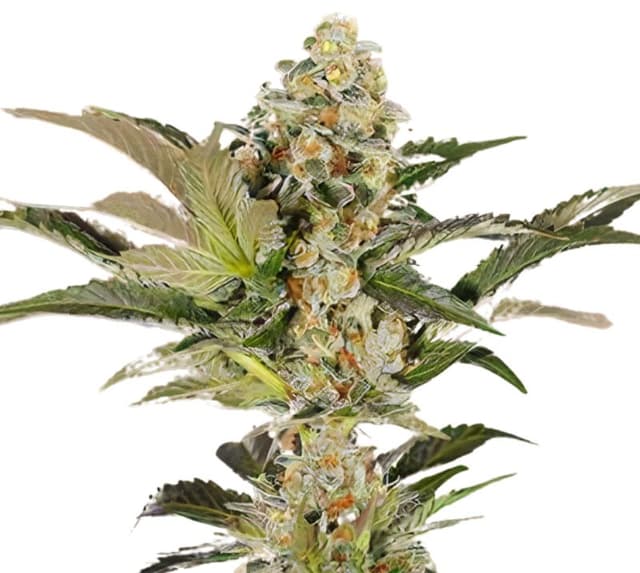 Embalaje de semillas de cannabis Super Blue Dream — Royal King Seeds España