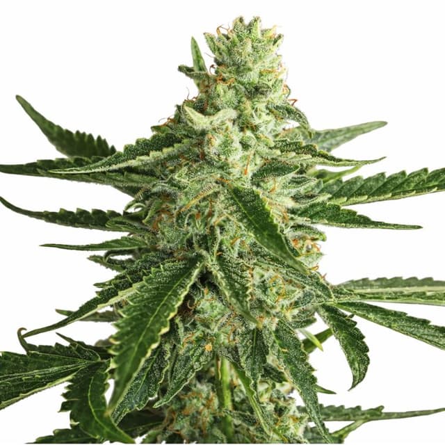 Embalaje de semillas de cannabis Super Green Crack — Royal King Seeds España