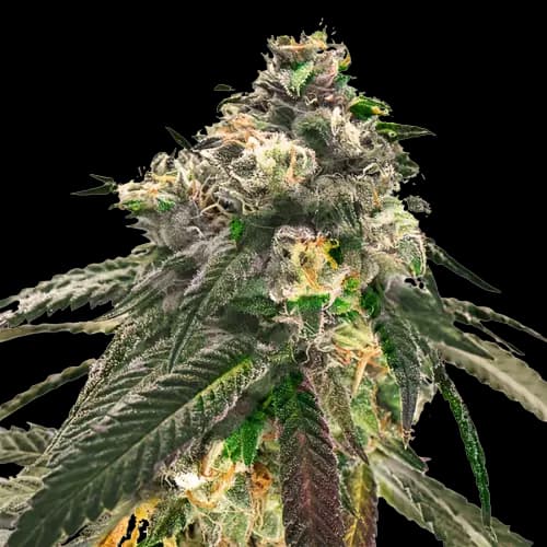 Embalaje de semillas de cannabis Sweet Diesel — Royal King Seeds España