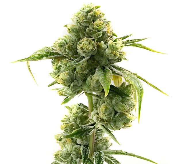 Embalaje de semillas de cannabis Sweet Dream — Royal King Seeds España