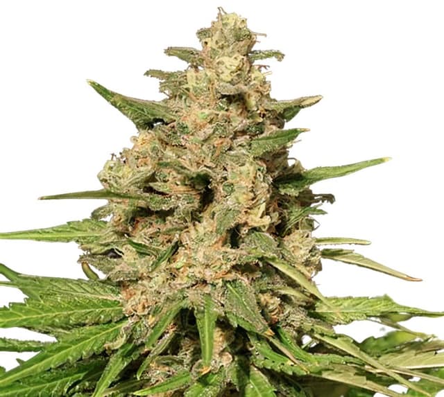 Sweet Island Feminized