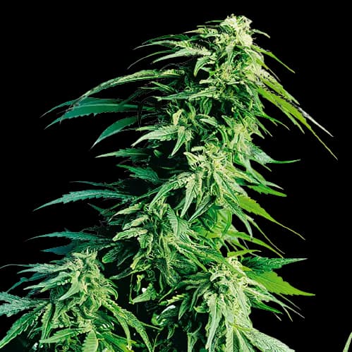 Embalaje de semillas de cannabis Sweet Lafayette — Royal King Seeds España