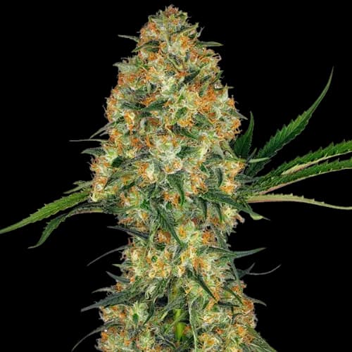Embalaje de semillas de cannabis Sweet Nina — Royal King Seeds España