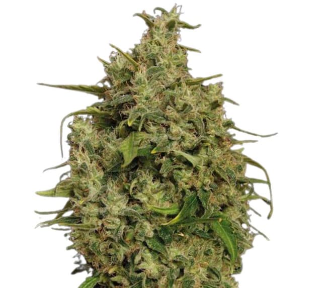 Embalaje de semillas de cannabis Sweet Tooth — Royal King Seeds España