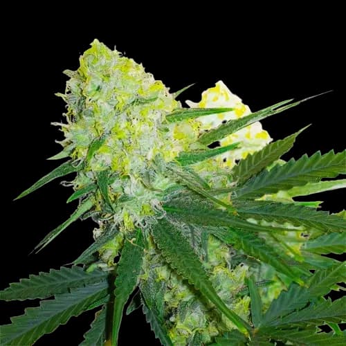 Embalaje de semillas de cannabis Tangerine Power — Royal King Seeds España