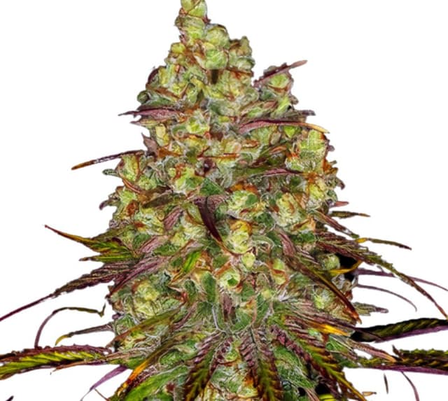 Embalaje de semillas de cannabis Tangie Dream Book — Royal King Seeds España