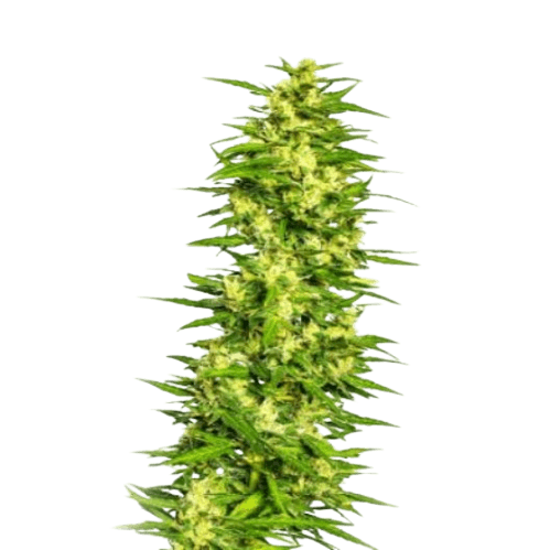 Embalaje de semillas de cannabis Treasure Island — Royal King Seeds España