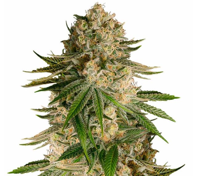Embalaje de semillas de cannabis Turbo Mind Warp — Royal King Seeds España