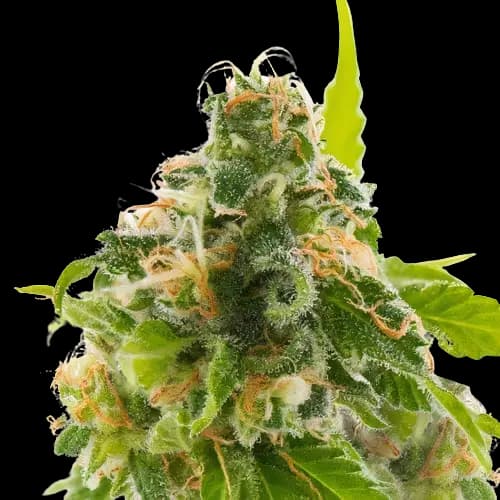 Embalaje de semillas de cannabis Watermelon — Royal King Seeds España