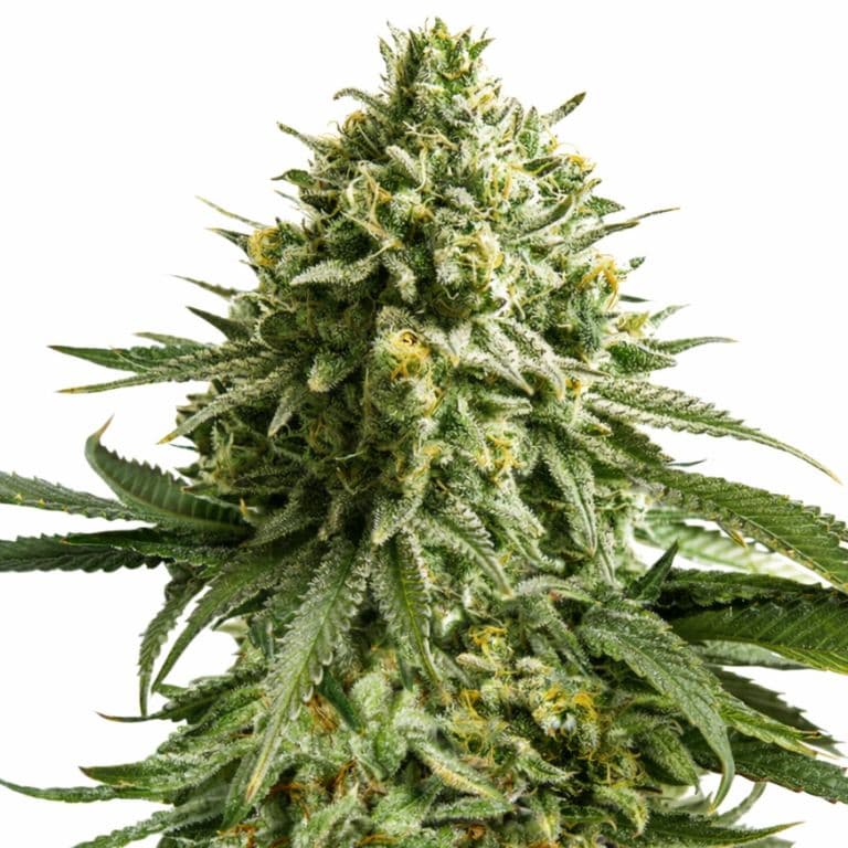 Wedding Cake Feminized
