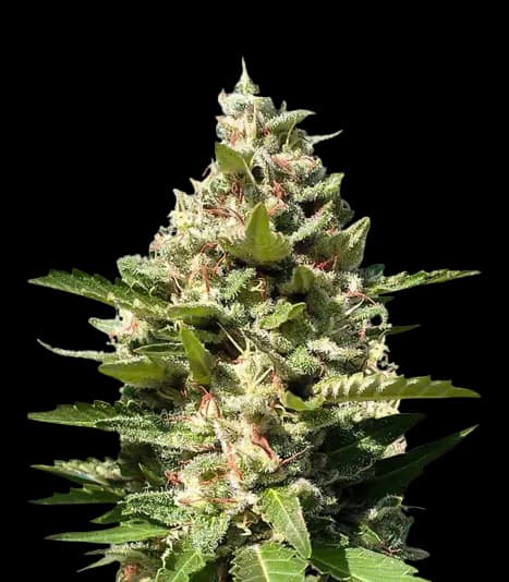 Embalaje de semillas de cannabis White Kush — Royal King Seeds España