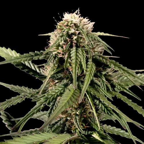 White Nightmare Auto