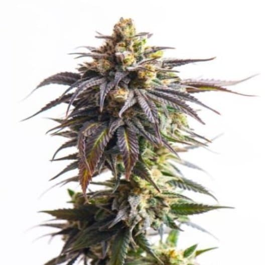 Embalaje de semillas de cannabis X-Files — Royal King Seeds España