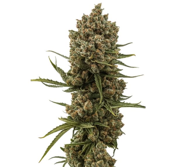 Embalaje de semillas de cannabis XJ-13 — Royal King Seeds España