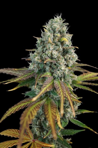 Embalaje de semillas de cannabis 13 Dawgs — Royal King Seeds España