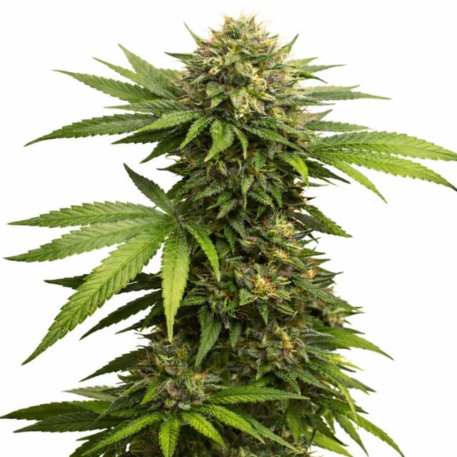 Embalaje de semillas de cannabis 303 OG — Royal King Seeds España