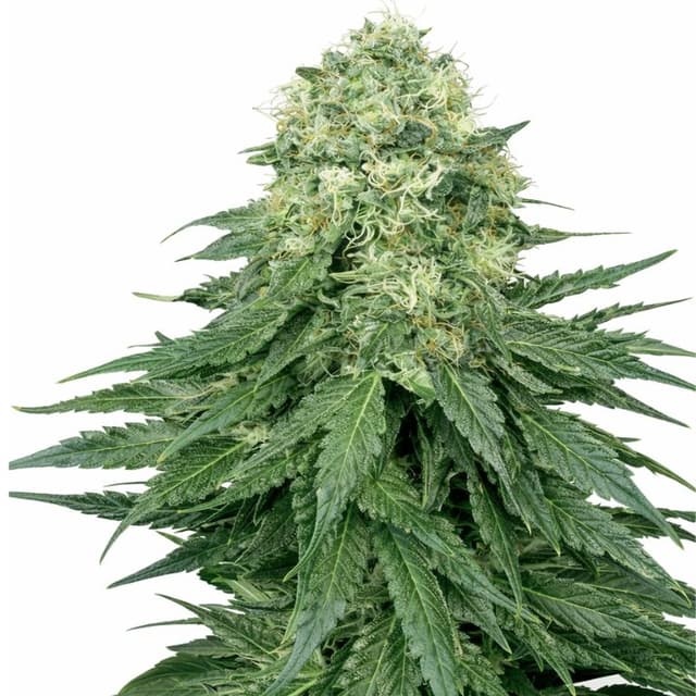 Embalaje de semillas de cannabis Ace Killer OG — Royal King Seeds España