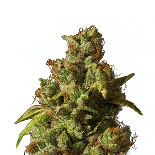 Embalaje de semillas de cannabis Afcrack — Royal King Seeds España