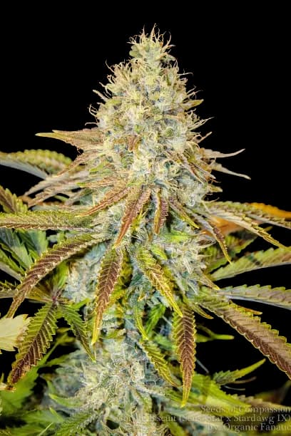 Embalaje de semillas de cannabis Afwreck — Royal King Seeds España