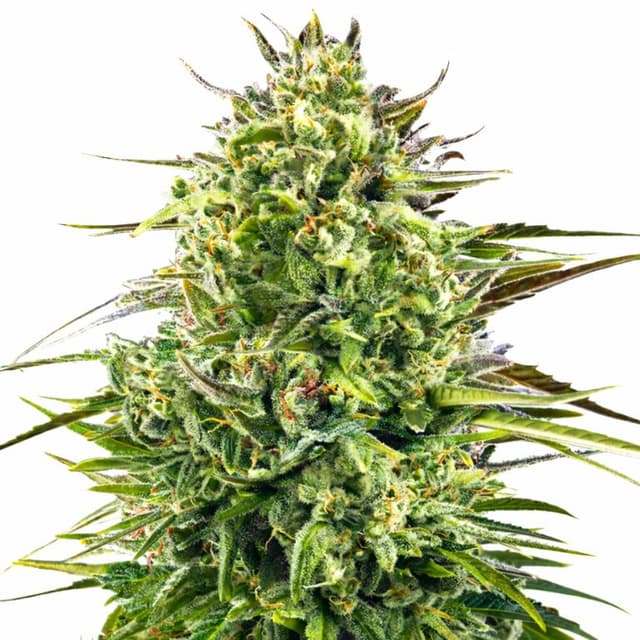 Embalaje de semillas de cannabis Alien OG — Royal King Seeds España
