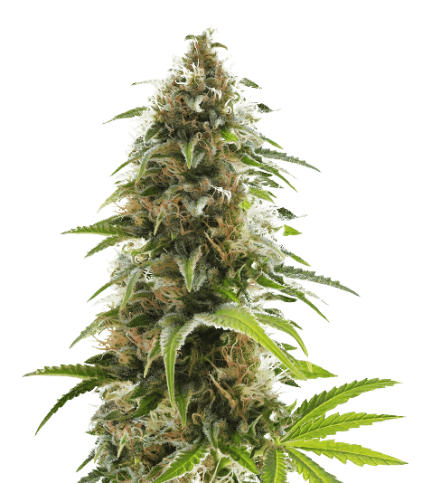 Embalaje de semillas de cannabis Alien Rift — Royal King Seeds España