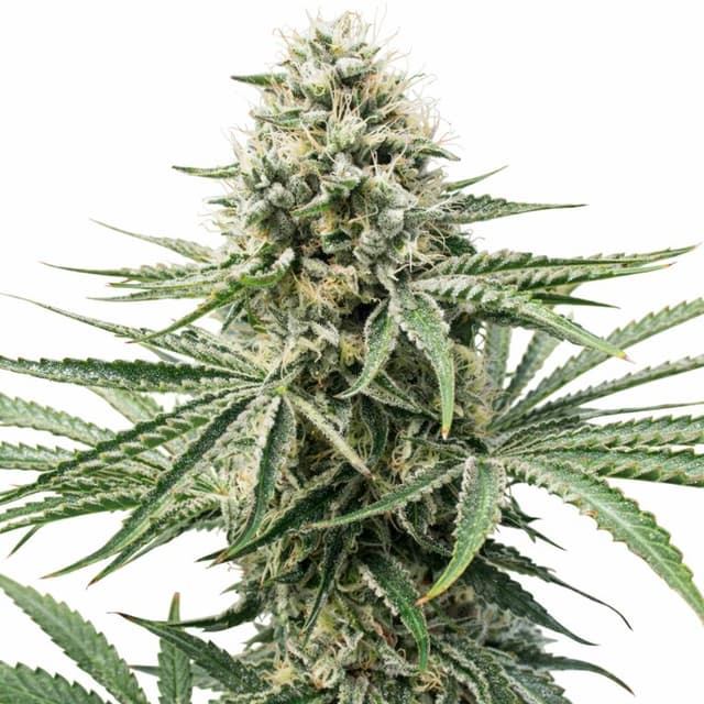 Embalaje de semillas de cannabis Amnesia Lemon — Royal King Seeds España