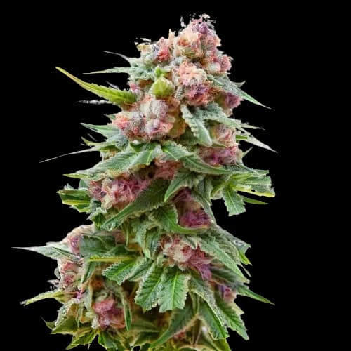 Embalaje de semillas de cannabis Anesthesia — Royal King Seeds España
