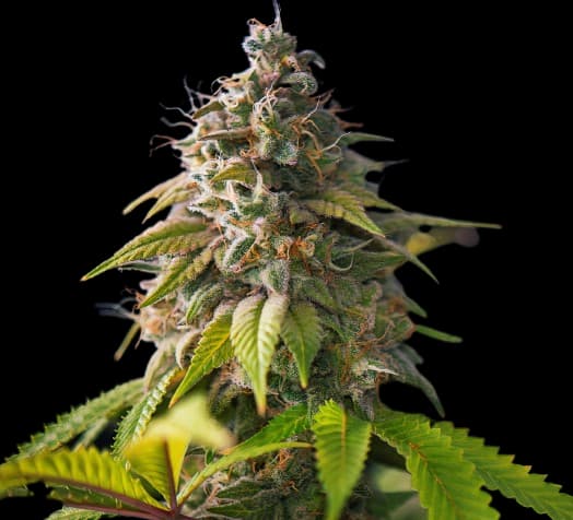 Embalaje de semillas de cannabis Banana Cream OG — Royal King Seeds España