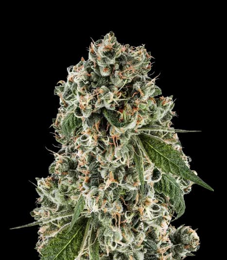 Embalaje de semillas de cannabis Bandana — Royal King Seeds España