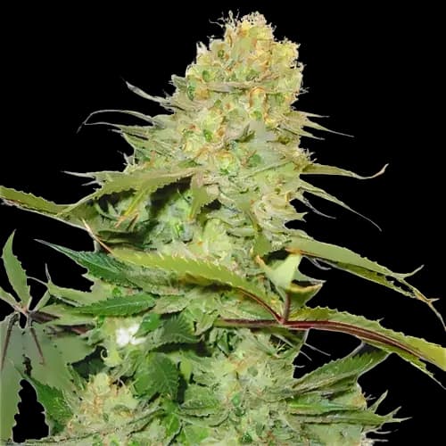 Embalaje de semillas de cannabis Big Buddha Cheese — Royal King Seeds España