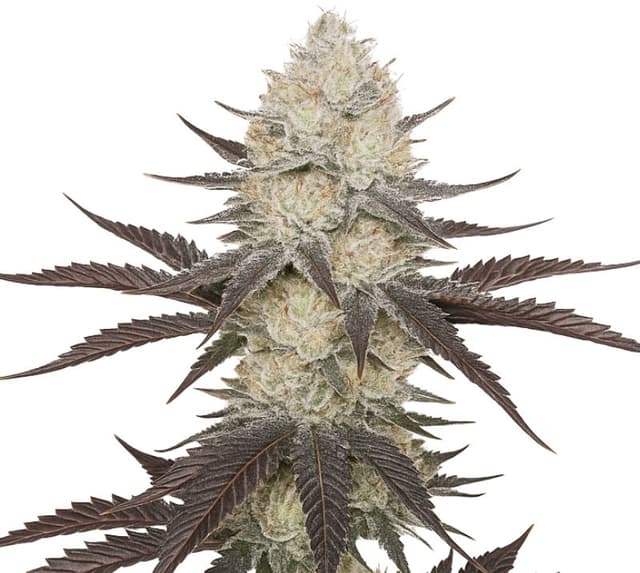 Embalaje de semillas de cannabis Blackberry — Royal King Seeds España