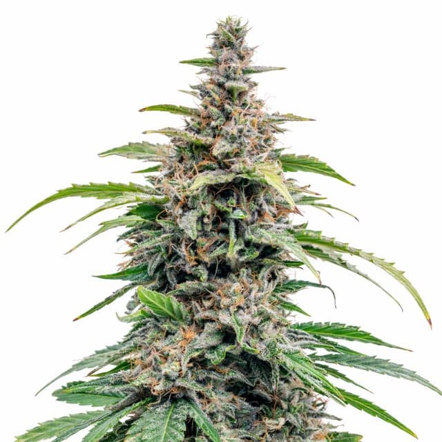 Embalaje de semillas de cannabis Bloos Kloos — Royal King Seeds España