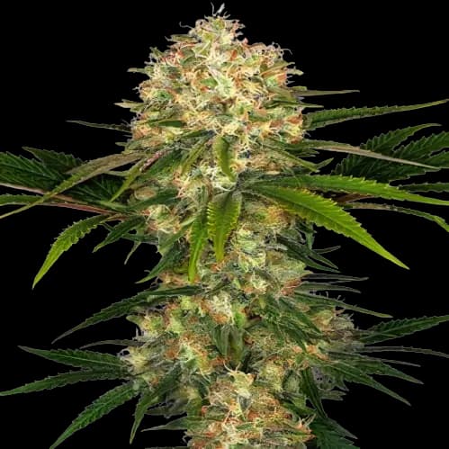 Embalaje de semillas de cannabis Blue Afghani — Royal King Seeds España
