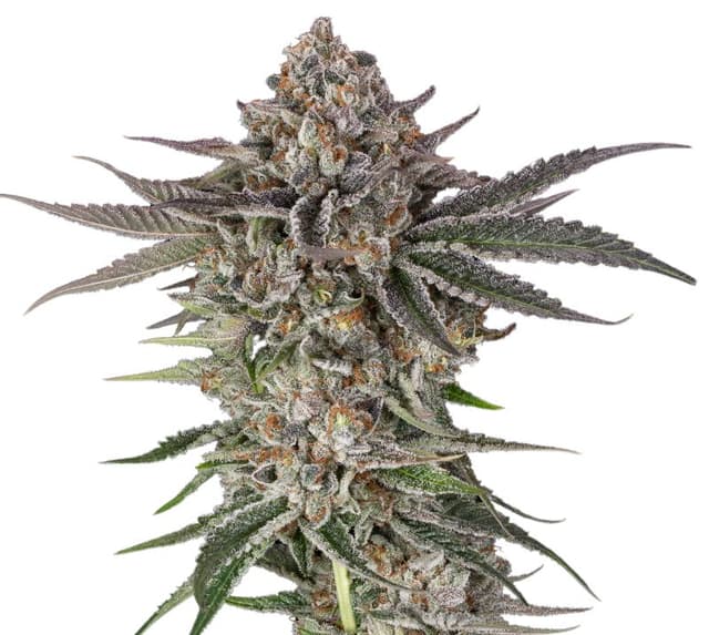 Embalaje de semillas de cannabis Blue Crack — Royal King Seeds España