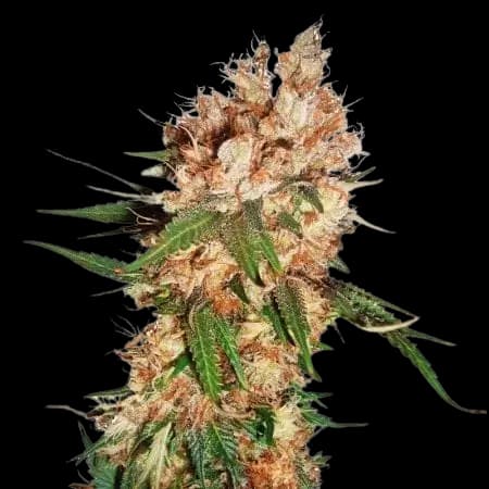 Embalaje de semillas de cannabis Blue God — Royal King Seeds España