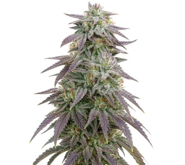 Embalaje de semillas de cannabis Blue Ox — Royal King Seeds España