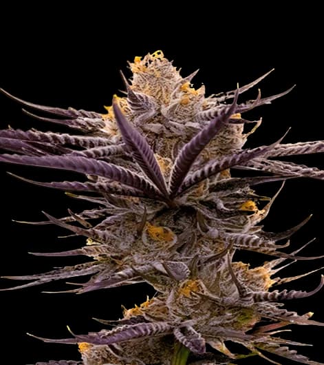 Embalaje de semillas de cannabis Blueberry Badazz OG — Royal King Seeds España