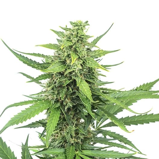 Embalaje de semillas de cannabis Bogart — Royal King Seeds España