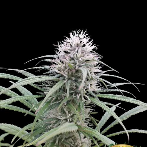 Embalaje de semillas de cannabis Brains Damage — Royal King Seeds España