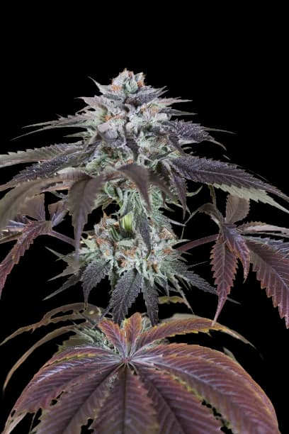 Embalaje de semillas de cannabis Bubba Gift — Royal King Seeds España