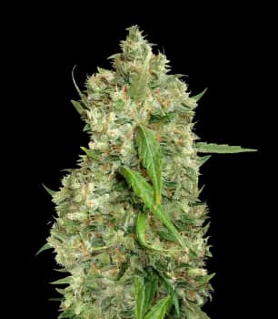 Embalaje de semillas de cannabis Bubba Tom Hayes — Royal King Seeds España